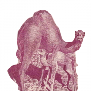 Libya